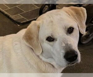 Labrenees Dogs for adoption in Cookeville, TN, USA