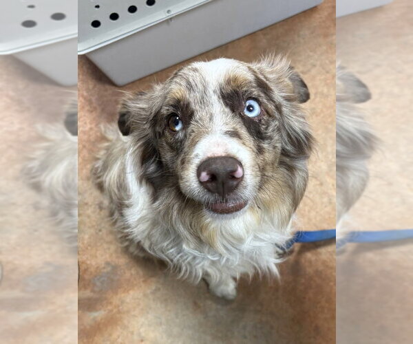Medium Photo #2 Australian Shepherd Puppy For Sale in Bolivar, MO, USA
