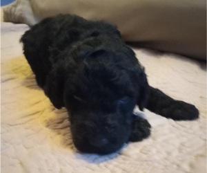 Labradoodle Puppy for sale in JEFFERSONTOWN, KY, USA