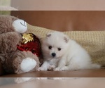 Small Photo #8 Pomeranian Puppy For Sale in SUGAR LAND, TX, USA