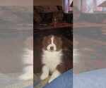 Small Photo #3 Australian Shepherd Puppy For Sale in ROCKY MOUNT, VA, USA