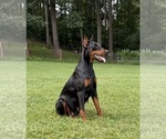 Small #4 Doberman Pinscher