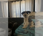 Small #3 Schnauzer (Miniature)