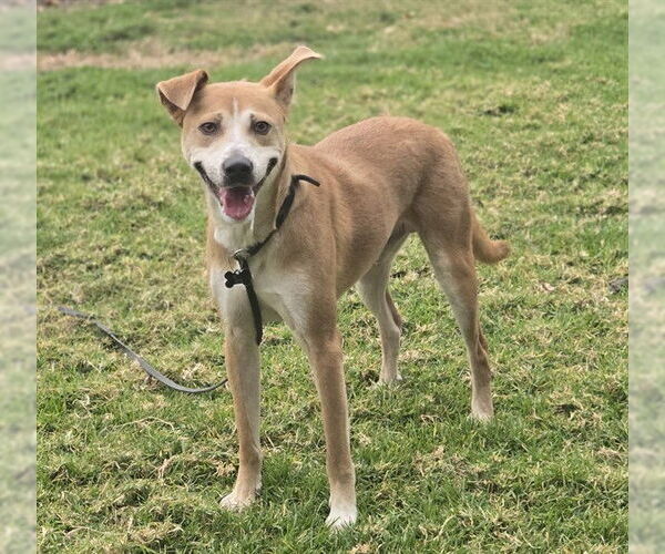 Medium Photo #1 Mutt Puppy For Sale in Riverside, CA, USA