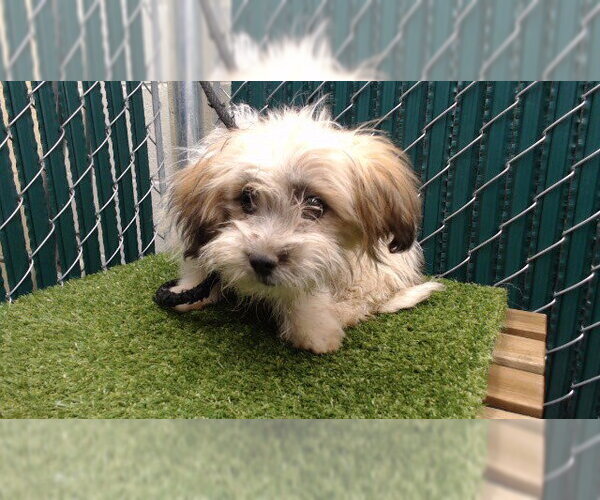 Medium Photo #1 Mutt Puppy For Sale in Downey, CA, USA