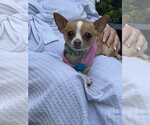 Small #2 Chihuahua