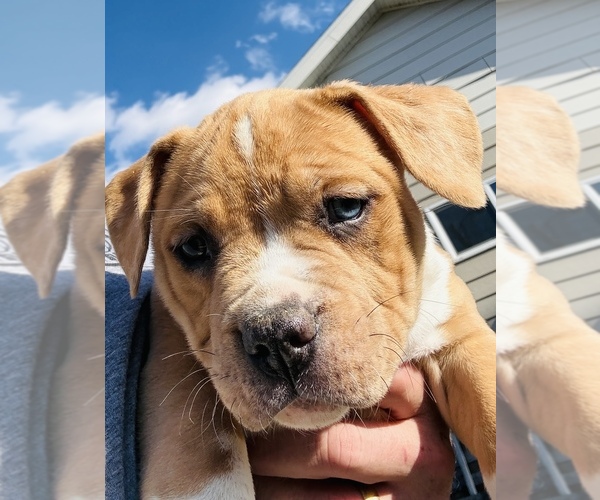 Medium Photo #6 American Bully Puppy For Sale in GROVE CITY, MN, USA