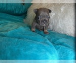 Small #3 French Bulldog