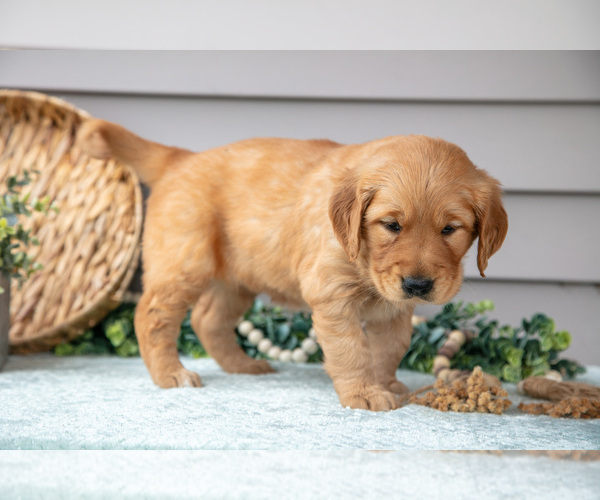 Medium Photo #5 Golden Retriever Puppy For Sale in WOLCOTTVILLE, IN, USA