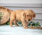 Small #4 Golden Retriever