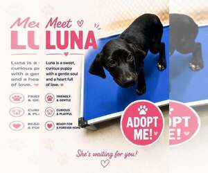 Luna - Female Labrador Retriever-Unknown Mix Dog for Adoption - Photo #3