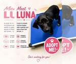 Small Photo #3 Labrador Retriever-Unknown Mix Puppy For Sale in Mount Laurel, NJ, USA