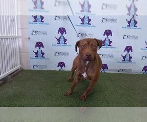 Medium American Pit Bull Terrier