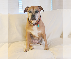 Delilah - Female Bull-Boxer Dog for Adoption - Photo #2