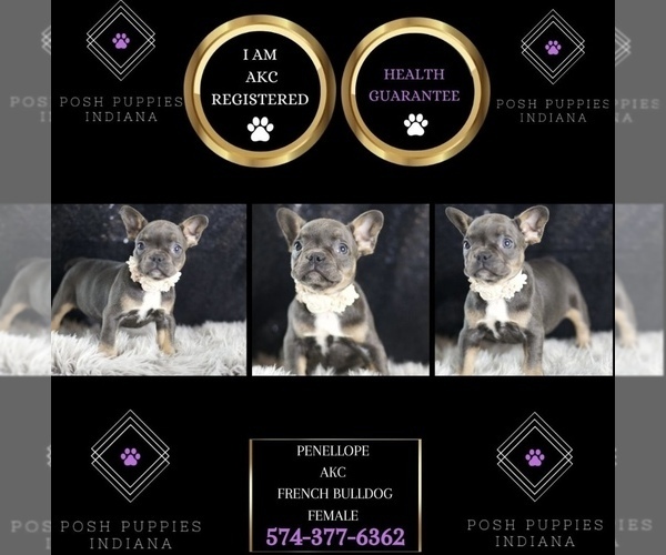 Medium Photo #76 French Bulldog Puppy For Sale in WARSAW, IN, USA