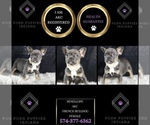 Small Photo #76 French Bulldog Puppy For Sale in WARSAW, IN, USA