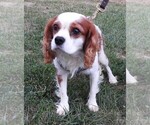 Small #1 Cavalier King Charles Spaniel