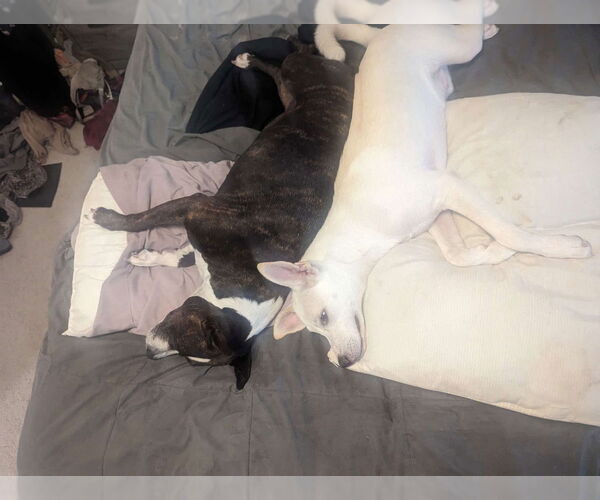 Medium Photo #6 Huskies -Labrador Retriever Mix Puppy For Sale in Tampa, FL, USA