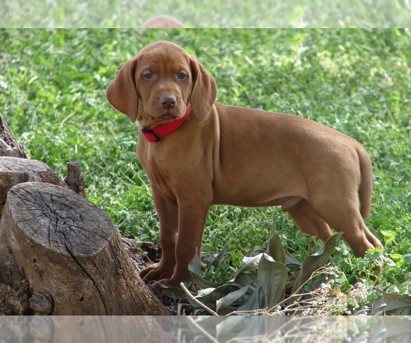 Medium Photo #3 Vizsla Puppy For Sale in AMORITA, OK, USA