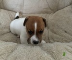 Puppy Puppy 1 Jack Russell Terrier