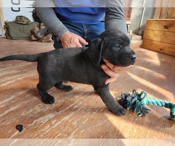 Medium Photo #8 Labrador Retriever Puppy For Sale in LAFAYETTE, TN, USA