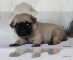 Small Photo #29 Pug Puppy For Sale in WINNSBORO, TX, USA