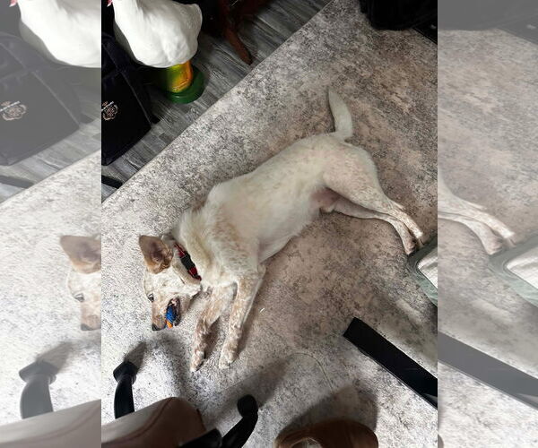 Medium Photo #3 Mutt Puppy For Sale in New London, WI, USA