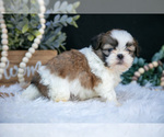 Small #1 Shih Tzu