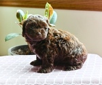 Small #3 Shih-Poo