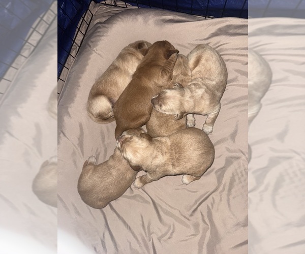Medium Photo #1 Golden Retriever Puppy For Sale in WEEKI WACHEE, FL, USA