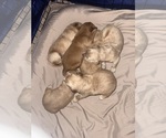 Litter of 6 - Male(s) and Female(s) Golden RetrieverLitter of Puppies for Sale - Small photo