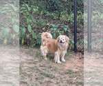 Small #10 Pekingese
