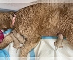 Small Photo #20 Goldendoodle Puppy For Sale in NEW YORK, NY, USA