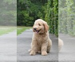 Small Photo #7 Goldendoodle Puppy For Sale in LIVE OAK, FL, USA