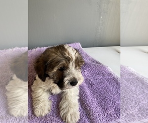 Snorkie Puppy for sale in GRAND PRAIRIE, TX, USA