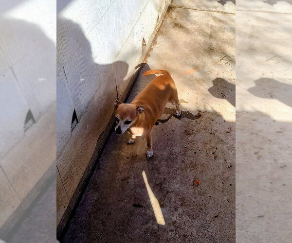 Medium Photo #3 Chihuahua-Unknown Mix Puppy For Sale in Grafton, WI, USA