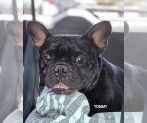 French Bulldog Dogs for adoption in Woodland Hills, CA, USA