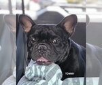 Small French Bulldog