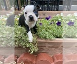Small #5 Boston Terrier