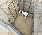 Puppy Nani F4 Dalmatian