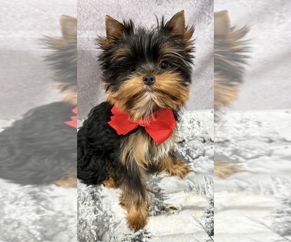 Medium Photo #1 Yorkshire Terrier Puppy For Sale in RANCHO BERNARDO, CA, USA