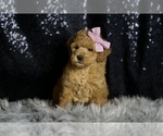 Small Photo #101 Goldendoodle (Miniature) Puppy For Sale in WARSAW, IN, USA