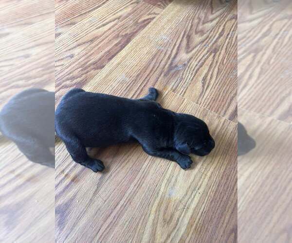 Medium Photo #2 Great Dane Puppy For Sale in MAYSVILLE, KY, USA