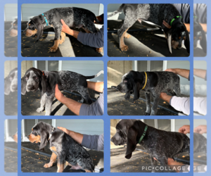 Bluetick Coonhound Puppy for Sale in GREELEY, Colorado USA