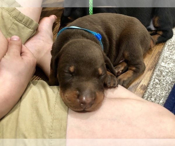 Medium Photo #29 Doberman Pinscher Puppy For Sale in MACUNGIE, PA, USA