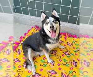 Siberian Husky Dogs for adoption in Rancho Cucamonga, CA, USA