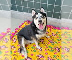 BROOKLYN - Female Siberian Husky Dog for Adoption - Small photo