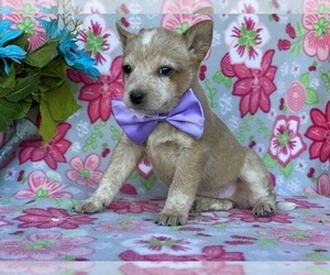 Australian Cattle Dog Puppy for sale in LANCASTER, PA, USA