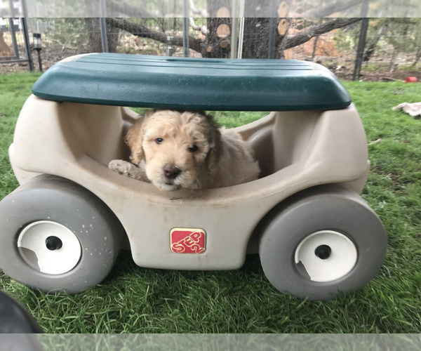 Medium Photo #1 Goldendoodle Puppy For Sale in SHOW LOW, AZ, USA