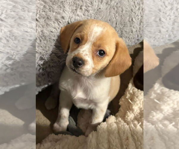 Medium Photo #2 Beagle-Unknown Mix Puppy For Sale in Germantown, OH, USA